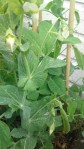 PEA PODS APPEARING!